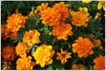 marigold-in-garden.jpg