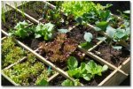 growing a square foot garden