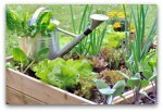 pretty-raised-bed2.jpg