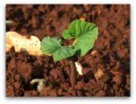 baby-bean-plant.jpg