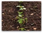 beans-sprouting-in-garden.jpg