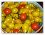 tomato-fertilizer-01