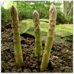 asparagus-growing.jpg