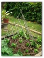 growing-pole-beans-02