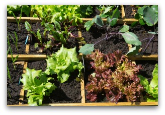 Small Space Vegetable Garden Ideas and Examples