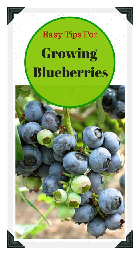best tips for growing blueberries