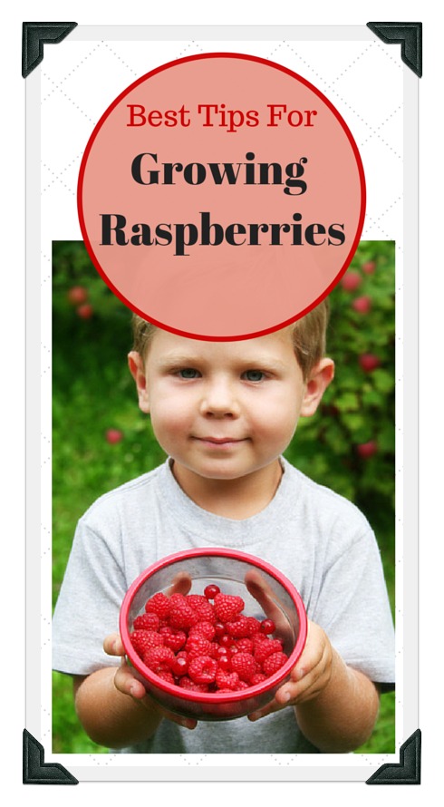 growing red raspberries in your garden