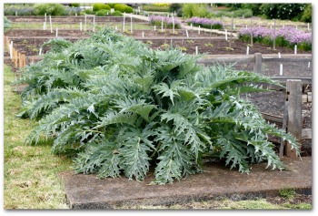 artichoke plant growing in the garden