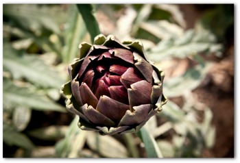 growing purple artichokes
