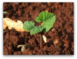healthy garden soil with bean plant sprouting