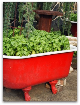 growing basil in bathtub container garden