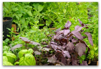 many varieties of basil that will grow in your garden