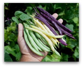 Green, Yellow Wax, and Purple Beans