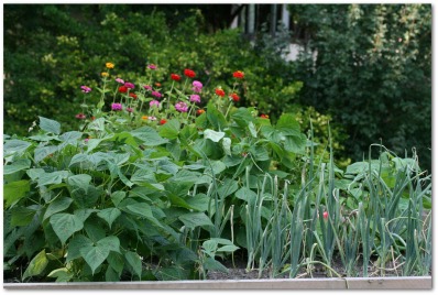 growing bush beans in a flower bed