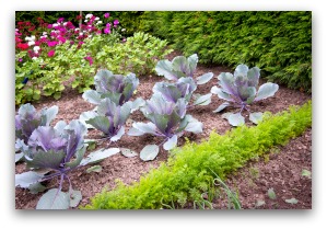 growing purple cabbage adds color to the garden