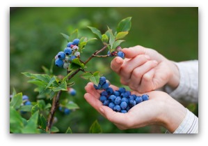 Harvesting Blueberries from the Garden