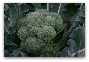 broccoli can be planted in a home garden