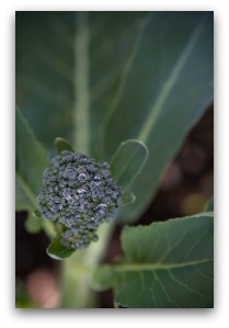 Broccoli Head Starting to Form