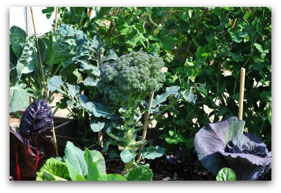 Purple Cabbage and Purple Swiss Chard add Color to Ornamental Garden