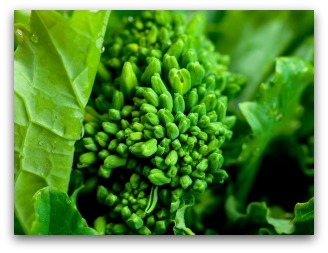 Closeup of Broccoli Rabe, Raab, Rapini, Broccoletto