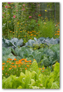 vegetable garden with cabbage plants
