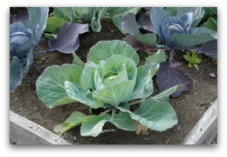 Young Cabbage Plants Growing in a Raised Bed Garden