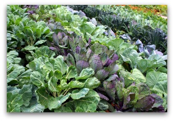 mounded raised bed vegetable garden
