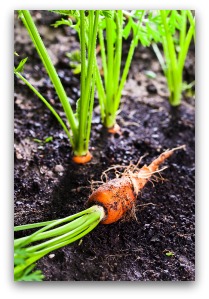 Thin Carrot Seedlings so That They Have Room to Grow Properly