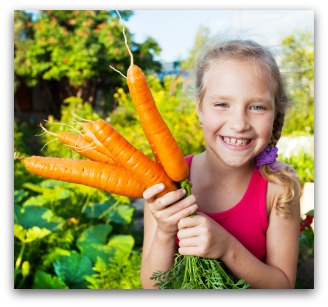 freshly harvested carrots from the garden