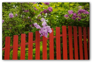 cheap garden fences