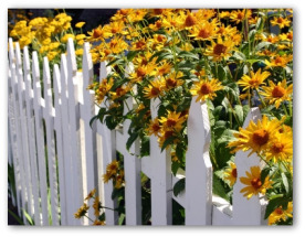 cheap garden fences