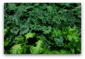 varieties of collard greens