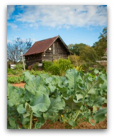 growing collard greens in the garden
