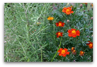 Companion Planting Sage and Marigold Help Repel Garden Insects