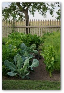 companion planting vegetables