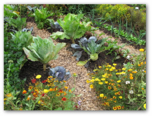 vegetable garden