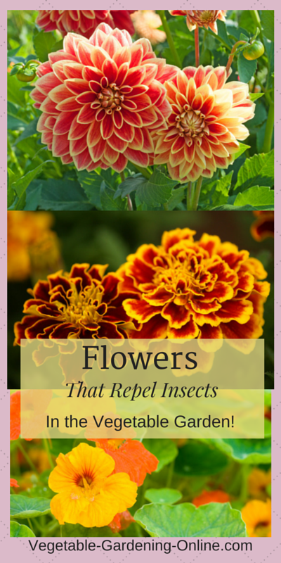 Companion Planting Chart For Flowers