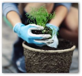 container vegetable garden