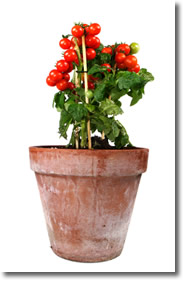 container vegetable gardening