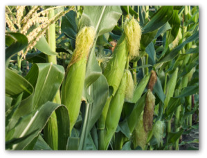 What are some tips for determining when corn is ready to pick?