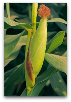 how to tell when corn is ripe