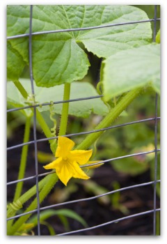planting cucumbers using a wire fence trellis