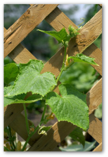 cucumber trellis using lattice
