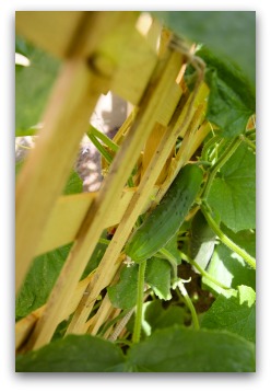 vertical gardening cucumbers with a trellis