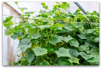 planting cucumbers using wire trellis for vertical growing