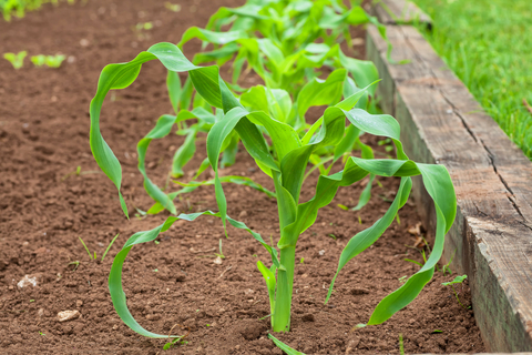 tips on how to plant corn