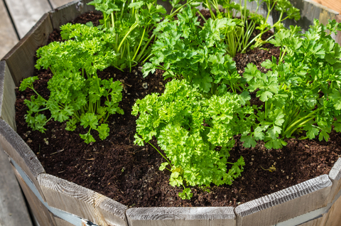 Not known Incorrect Statements About How Often To Water Parsley Seeds