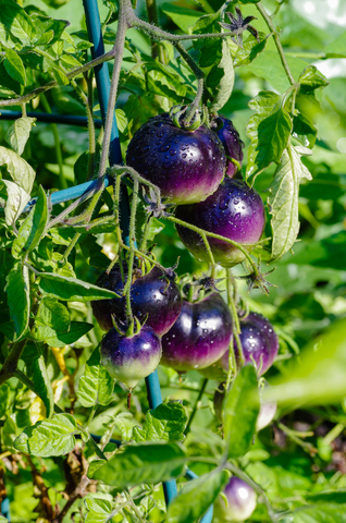 purple tomato Indigo Rose variety