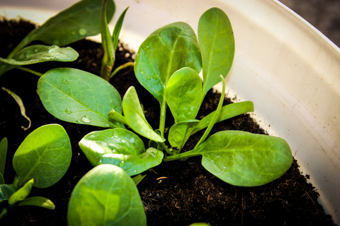 young spinach plants growing in container vegetable garden
