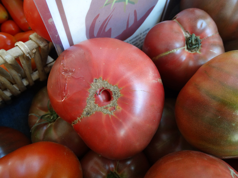 heirloom tomato Cherokee Purple variety